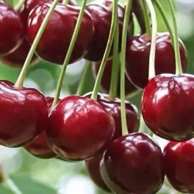 Вишня УЙФЕХЕРТОЙ ФЮРТОШ в Молодечно