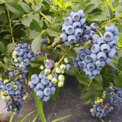 Голубика ОСОРНО в Молодечно