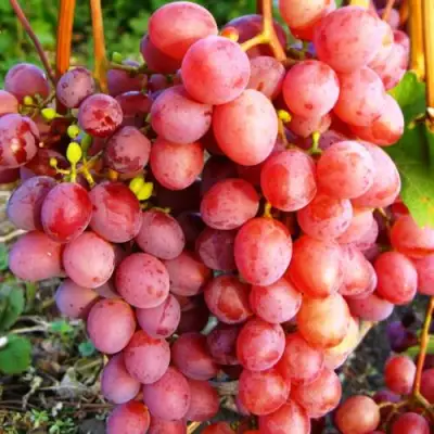 Виноград КИШМИШ КРАСНЫЙ в Молодечно