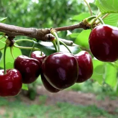 Вишня МОРОЗОВКА в Молодечно