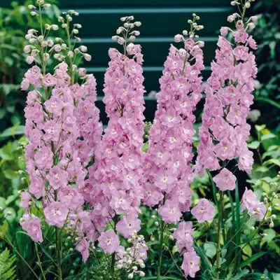 Дельфиниум ПЕТТИКОУТ гибридный в Молодечно