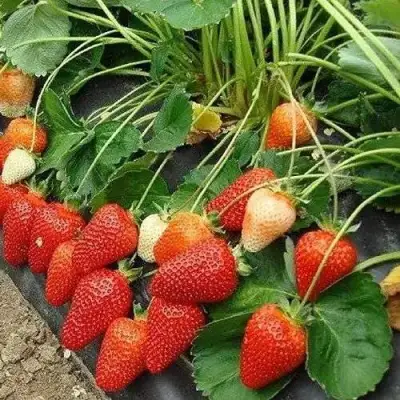 Клубника РОКСАНА в Молодечно