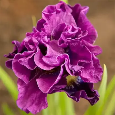 Ирис БАНДЛ ОВ ДЖОЙ сибирский в Молодечно