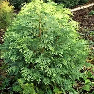 Кипарисовик САНКИСТ лавсона в Молодечно