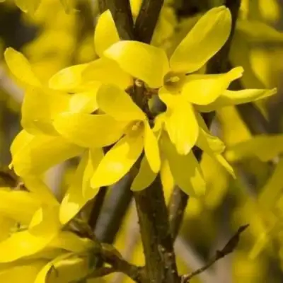 Форзиция ТАРАНДТ промежуточная в Молодечно