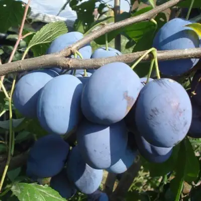 Слива ЧАЧАКСКАЯ РАННЯЯ в Молодечно