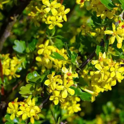 Смородина золотистая ВИШНЕВАЯ в Молодечно