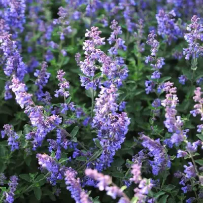 Котовник СИКС ХИЛЛС ГИАНТ в Молодечно