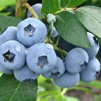 Голубика БЛЮЭТТА в Молодечно