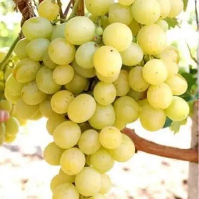 Виноград ТАЛИСМАН в Молодечно