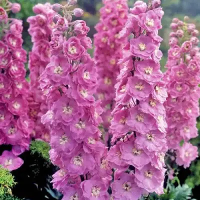 Дельфиниум ДЕЛЬФИС ПИНК ПАУЭ высокий в Молодечно