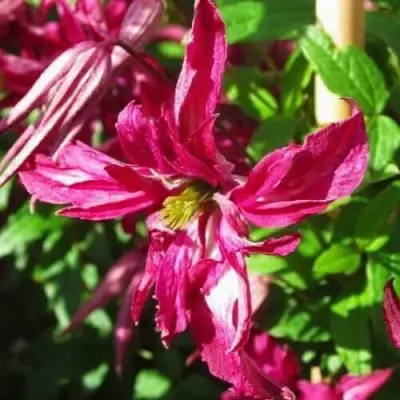 Клематис РОЗАЛИН в Молодечно