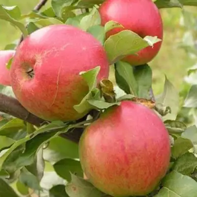 Яблоня АУКСИС в Молодечно