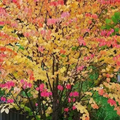 БАГРЯННИК японский в Молодечно