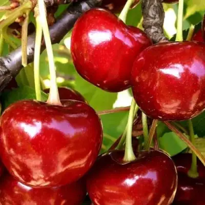 Черешня МИНЧАНКА в Молодечно