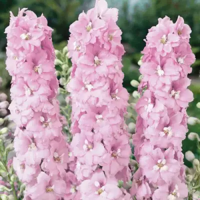 Дельфиниум ПЕТТИКОУТ гибридный в Молодечно