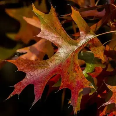 Дуб болотный в Молодечно