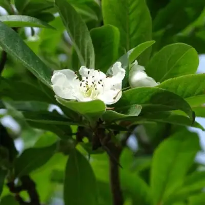 МУШМУЛА  в Молодечно