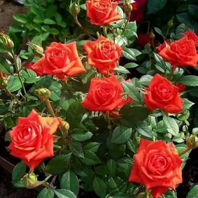 Роза ОРАНЖ ДЖЕВЕЛ миниатюрная в Молодечно