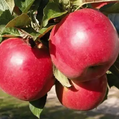 Яблоня РУБИН в Молодечно