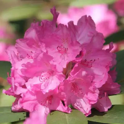 Рододендрон ЛУМИНА в Молодечно