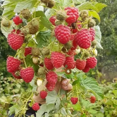 Малина ТАДМОР в Молодечно