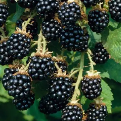 Ежевика БЛЭК САТИН бесшипная  в Молодечно