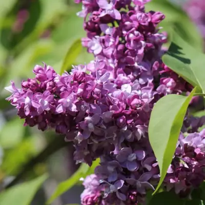 Сирень ИЗОБИЛИЕ в Молодечно