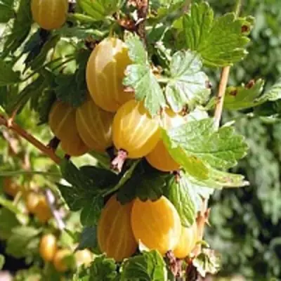 Крыжовник КУРШУ ДЗИНТАРС  в Молодечно