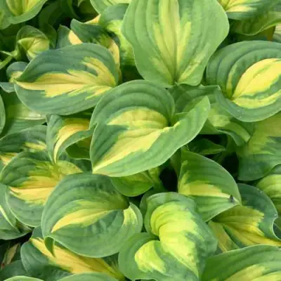 Хоста ЭМЕРАЛЬД ЧАРДЖЕР гибридная в Молодечно