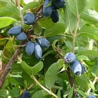 Жимолость съедобная НАРЫМСКАЯ в Молодечно