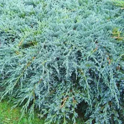 Можжевельник БЛЮ КАРПЕТ чешуйчатый в Молодечно
