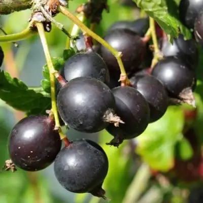 ЙОШТА в Молодечно