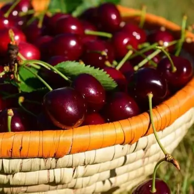 Вишня НЕСВИЖСКАЯ в Молодечно