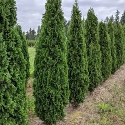 Туя ДЕГРУТ СПАЙР западная в Молодечно