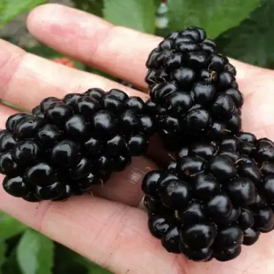 Ежевика ПОЛАР бесшипная  в Молодечно