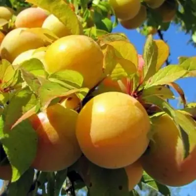 Слива МЕДОВАЯ ЖЁЛТАЯ в Молодечно