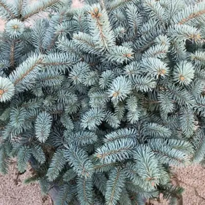 Ель ГЛАУКА колючая в Молодечно