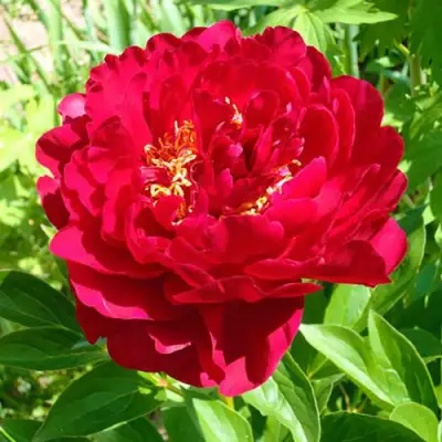 Пион ХРАБРЫЙ ВОИН травянистый в Молодечно