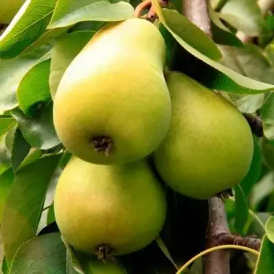 Груша НЕЖНОСТЬ колонновидная	 в Молодечно