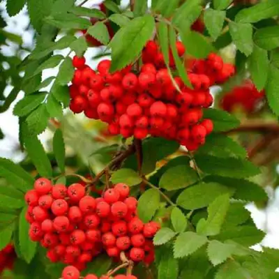 Рябина ОБЫКНОВЕННАЯ в Молодечно