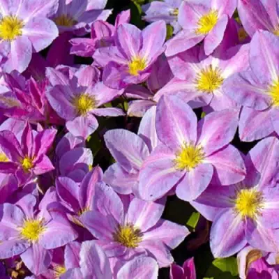 Клематис ЧЕЙНДЖ ОФ ХАРТ в Молодечно