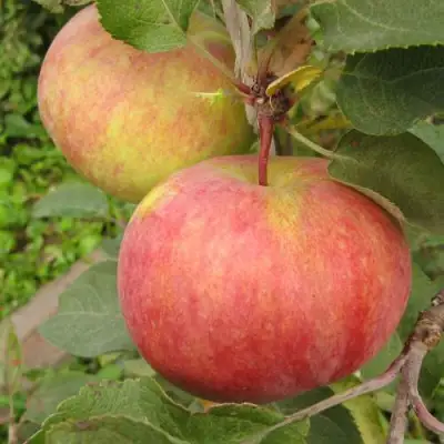 Яблоня ПЕРВОУРАЛЬСКОЕ в Молодечно