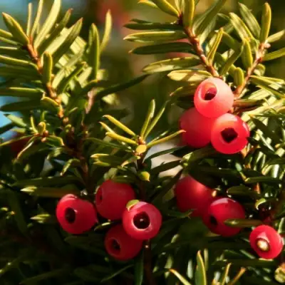 Тис ЭЛЕГАНТИССИМА ягодный в Молодечно