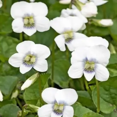 Фиалка АЛЬБИФЛОРА сестринская в Молодечно