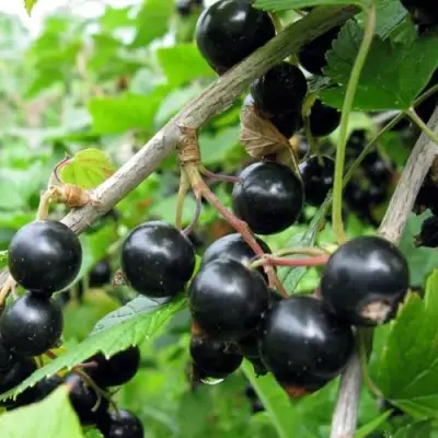 Смородина чёрная ЧЁРНЫЙ АИСТ в Молодечно