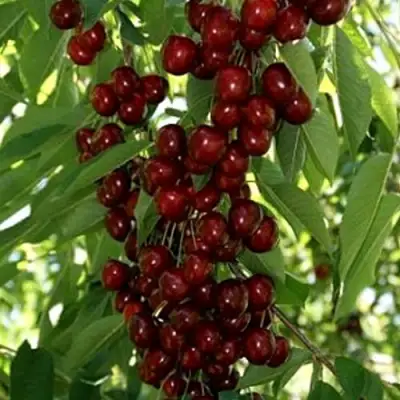 Черешня ХЕЛЕНА колоновидная в Молодечно