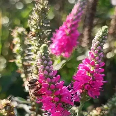 Вероника РОЗЕА колосковая в Молодечно