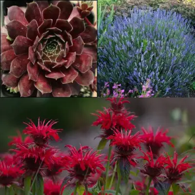 Комплект ФИОЛЕТОВОЕ ВДОХНОВЕНИЕ в Молодечно