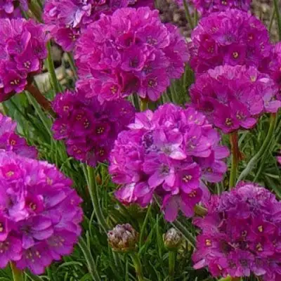 Армерия МОНИНГ СТАР ДИП РОУЗ в Молодечно